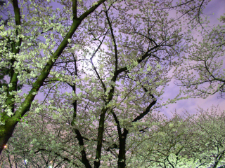 夜桜透かして朧月