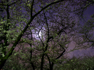 夜桜と朧月