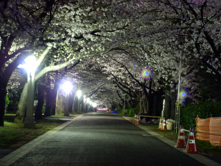 夜桜並木