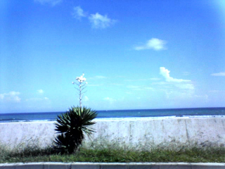 なんかサボテン系統の花が咲いていた...
60Km/hで走行中によく真横で撮れたな ^^;
