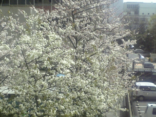 部屋の前の桜