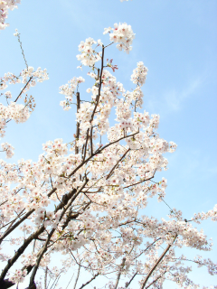 空に桜