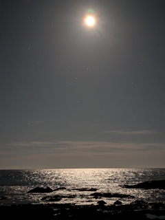 夏至の海月