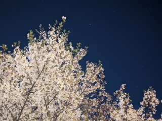 夜桜とベガ(こと座)
